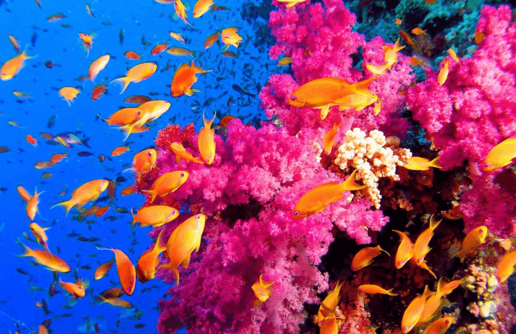 Paradise Sub See Explorer 